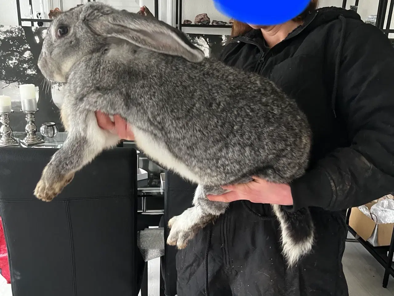 Billede 3 - Chinchilla belgisk kæmpe 