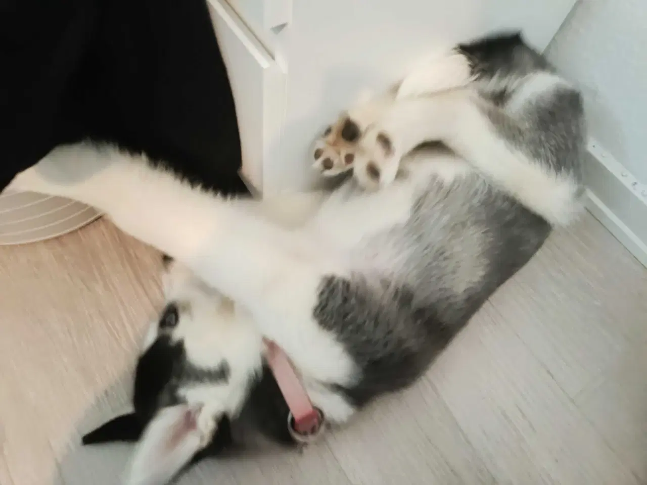 Billede 4 - Husky Hvalp Tæve