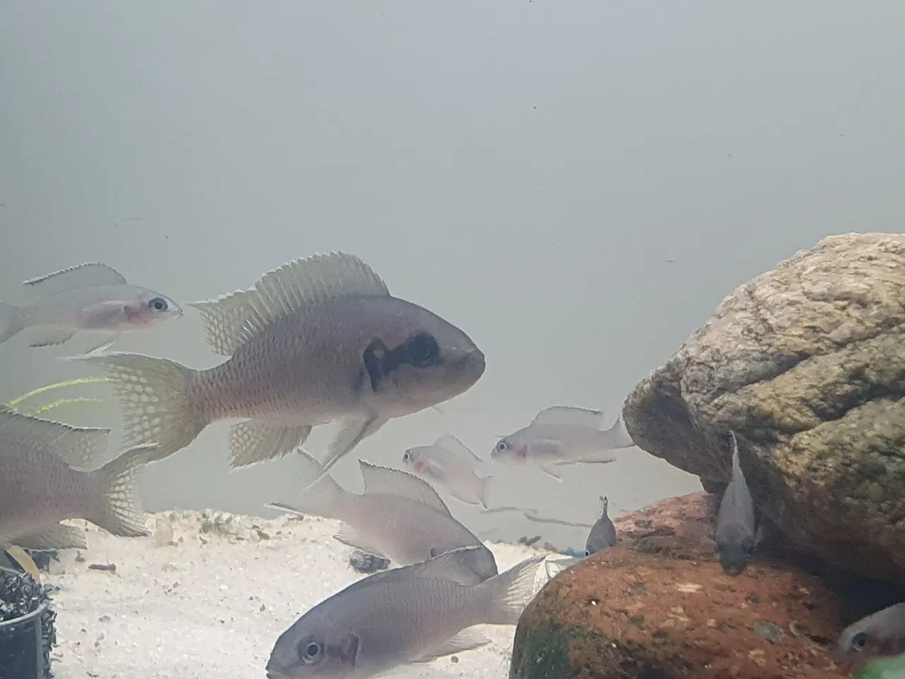 Billede 6 - Prinsessecichlider (Neolamprologus brichardi)