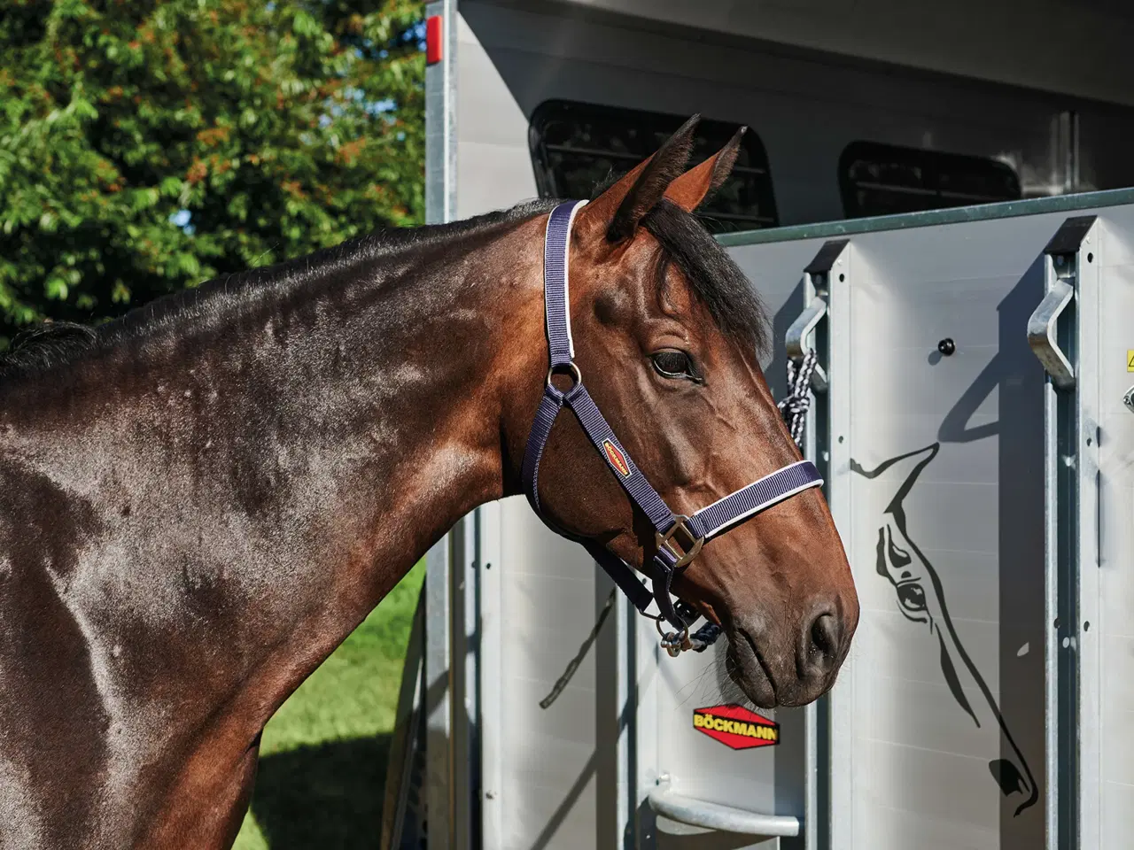 Billede 17 - Böckmann Portax Esprit 25 med udstyrspakke