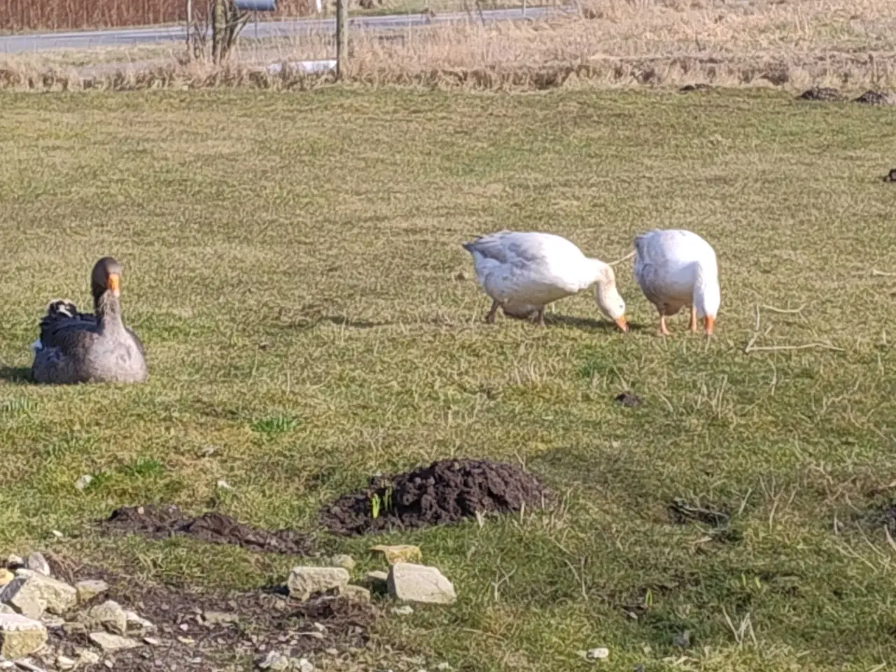 Billede 1 - 1 Gase og 2 gæs