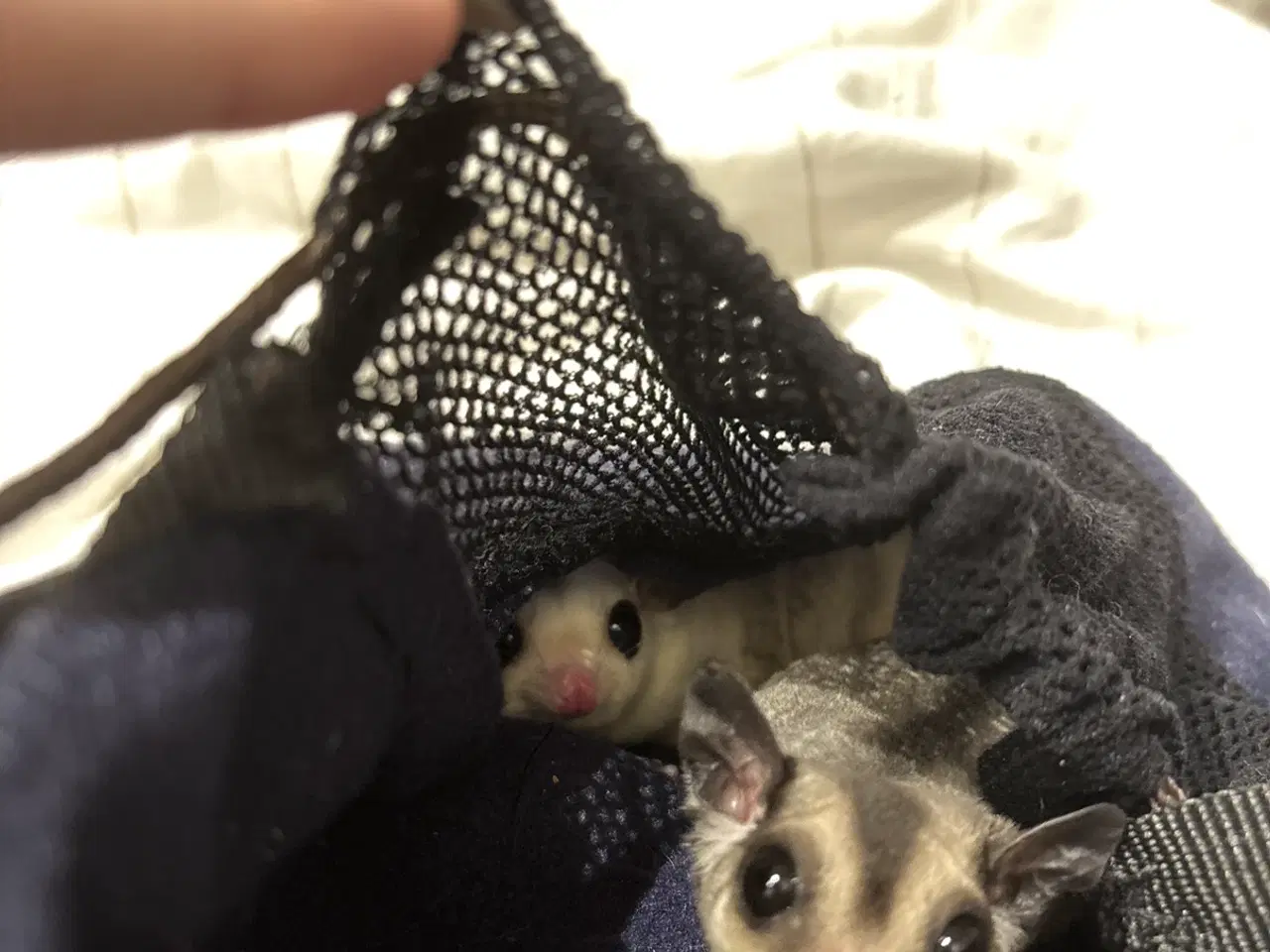 Billede 8 - 2 skønne Sugar Gliders søger deres nye hjem
