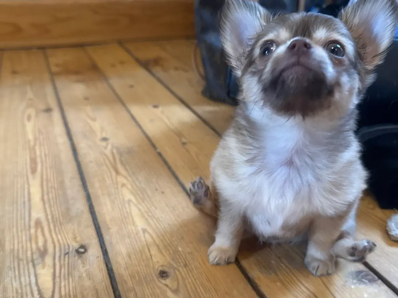 Billede 2 - lille pomchi sælges 