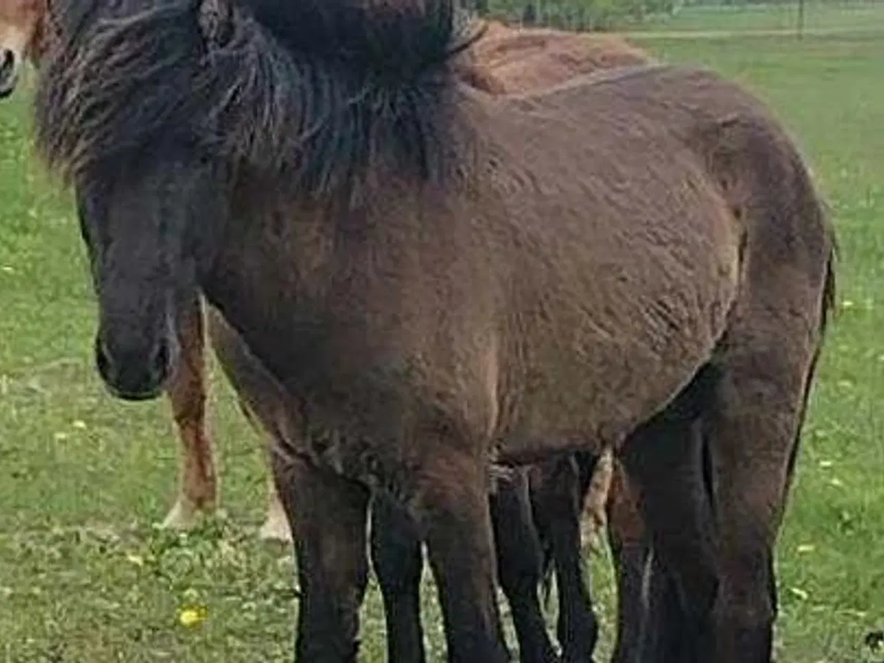 Billede 4 - Min skønne islænder vallak søger ny mad mor
