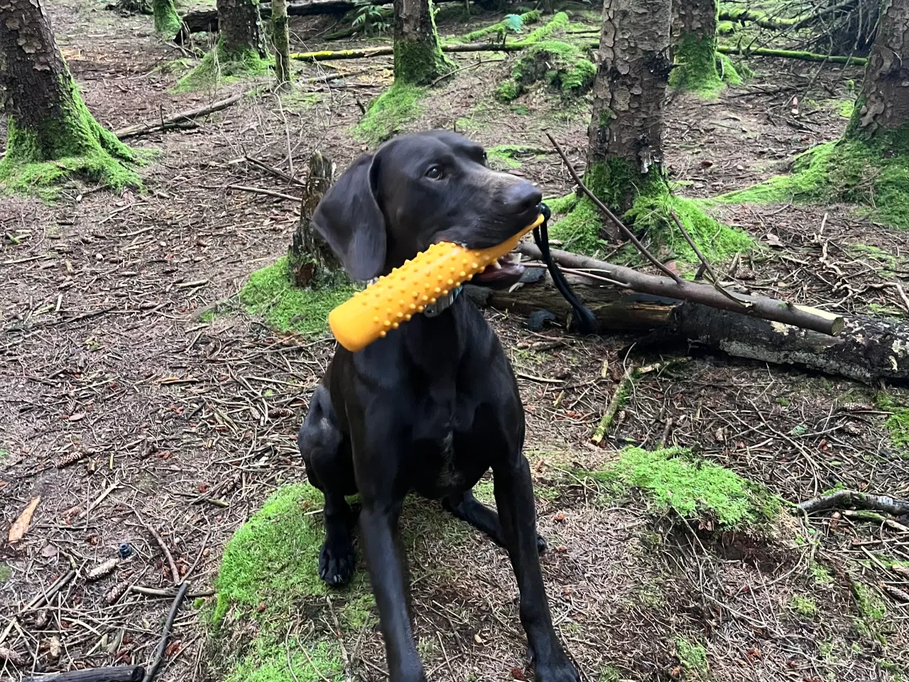 Billede 7 - Sød og aktiv korthåret hønsehund