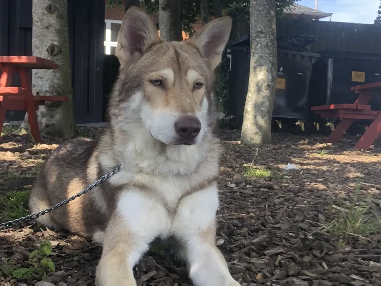 Billede 6 - Tjekkoslovakisk ulvehund/saarloos ulvehund hvalpe 