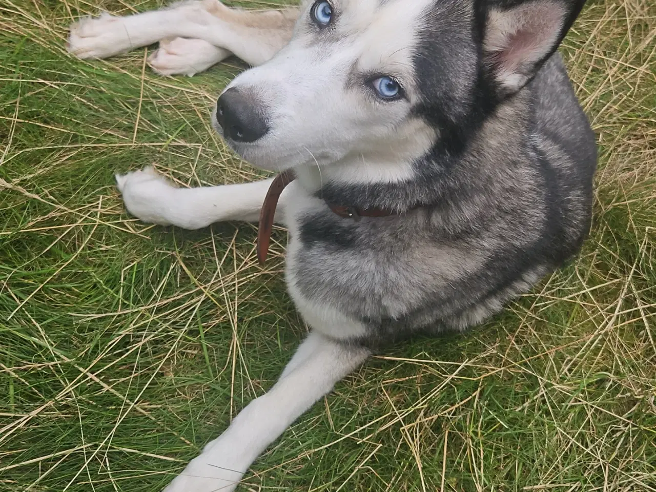 Billede 1 - Hund Husky