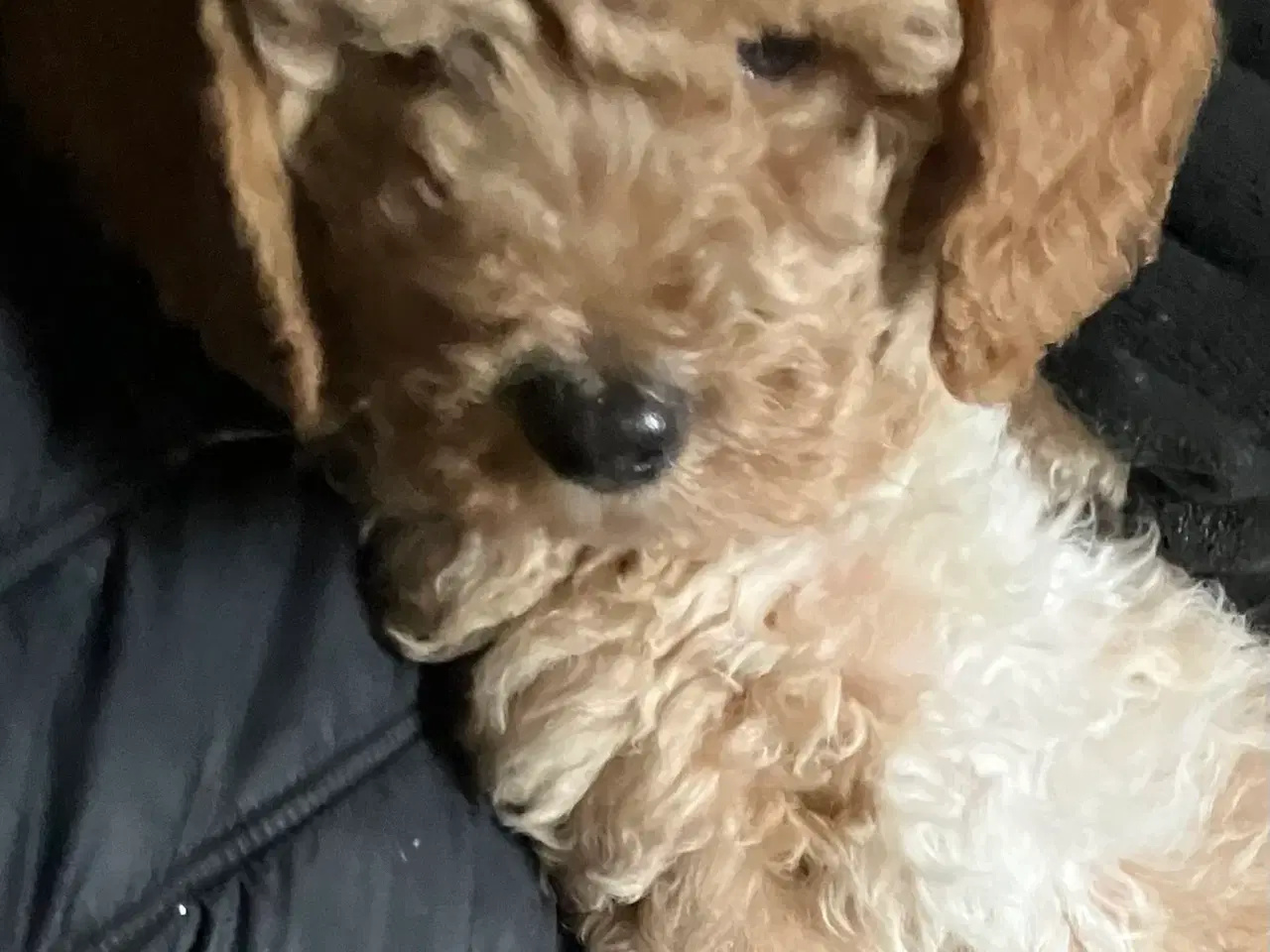 Billede 6 - Mellem labradoodle hvalpe Multigen