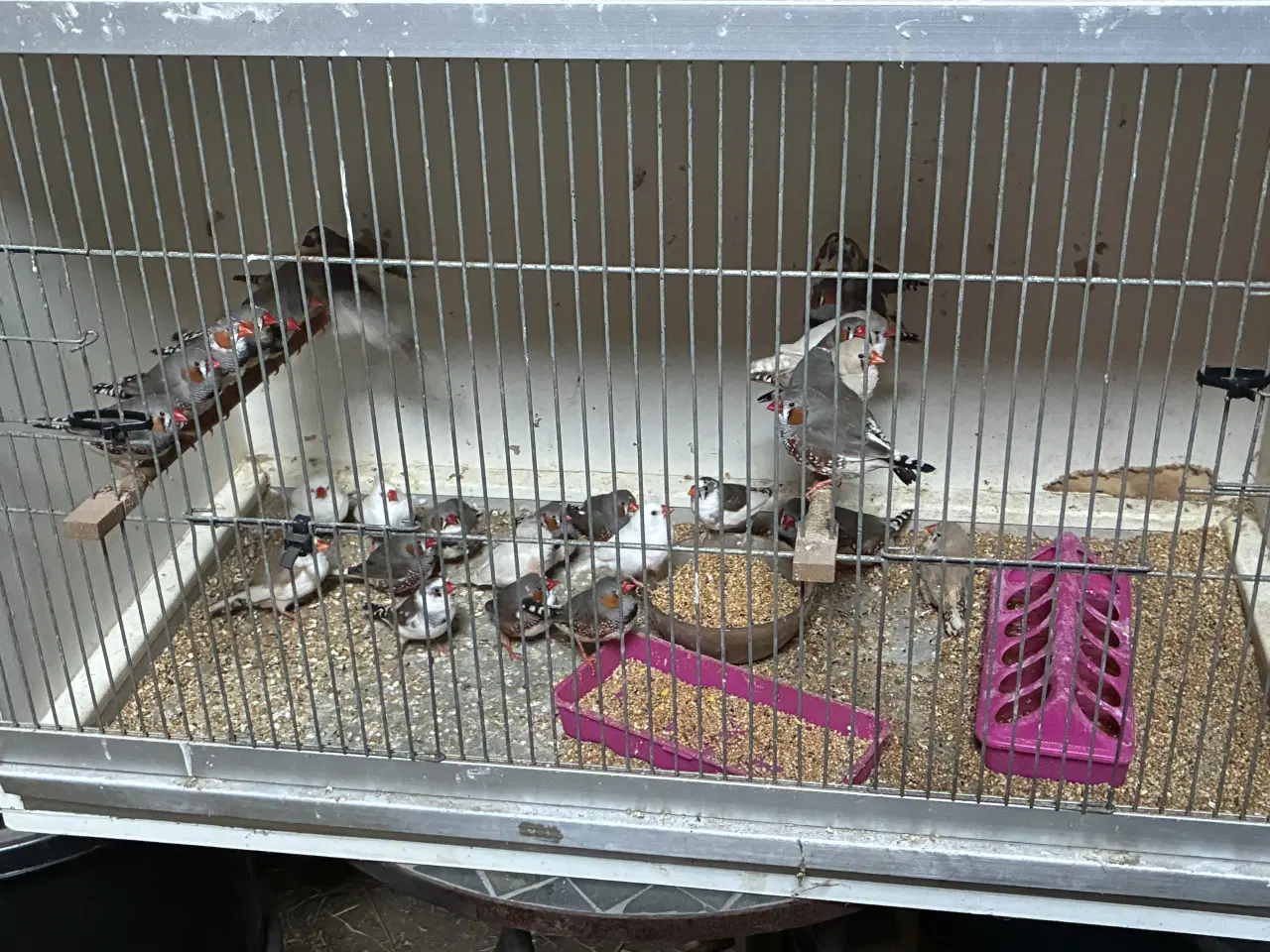 Billede 1 - Zebra finker 