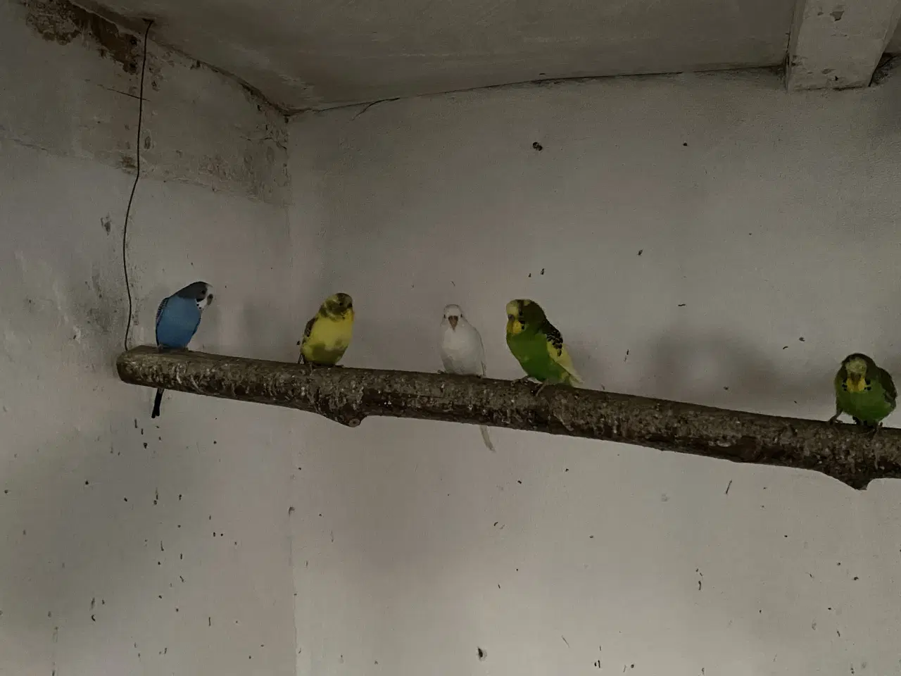 Billede 3 - Undulater fra 2025