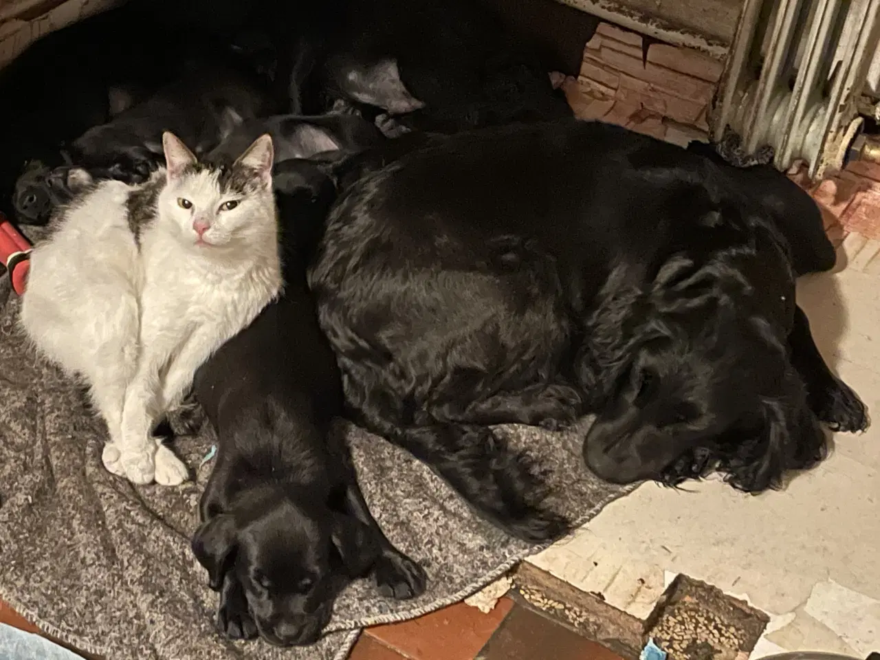 Billede 9 - Labrador / Cokkerspaniel blanding