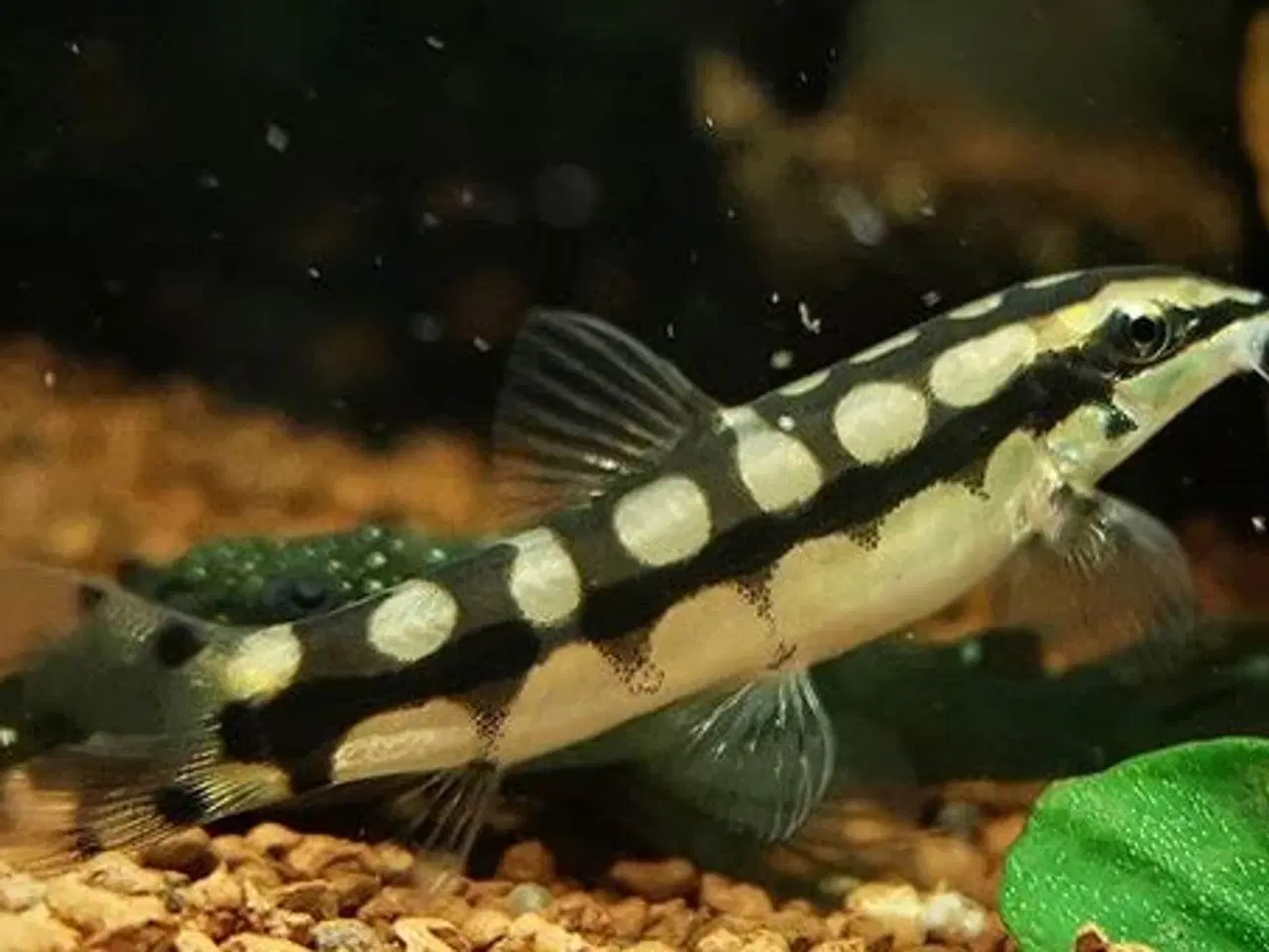 Billede 3 - Akvariefisk