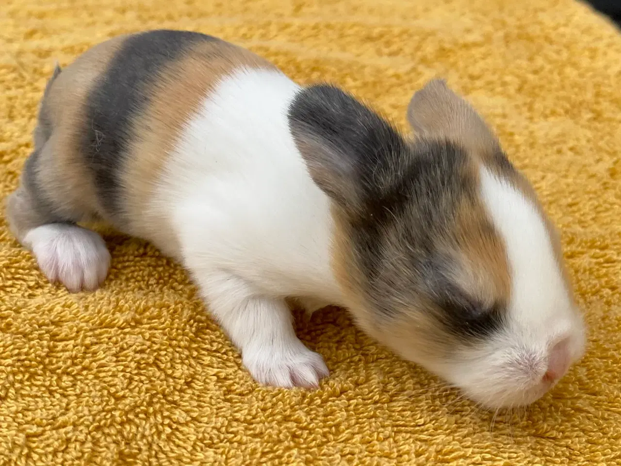 Billede 9 - HOLLÆNDER HUN JAPANER SORT/GUL