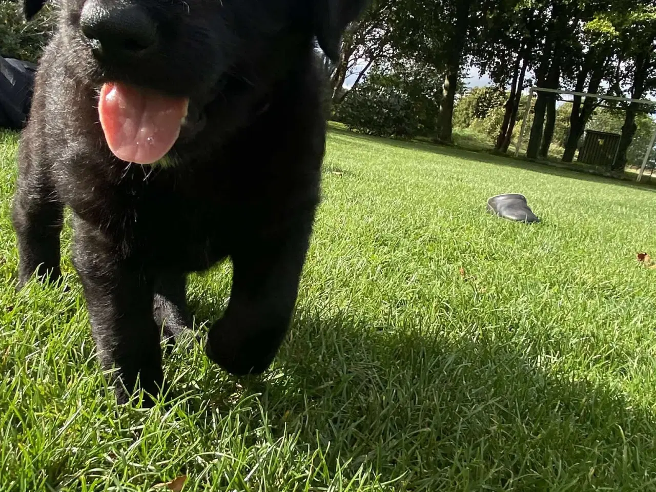 Billede 2 - Hundehvalp Shepadoole