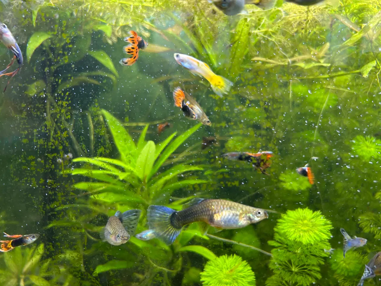 Billede 7 - Guppy voksne 