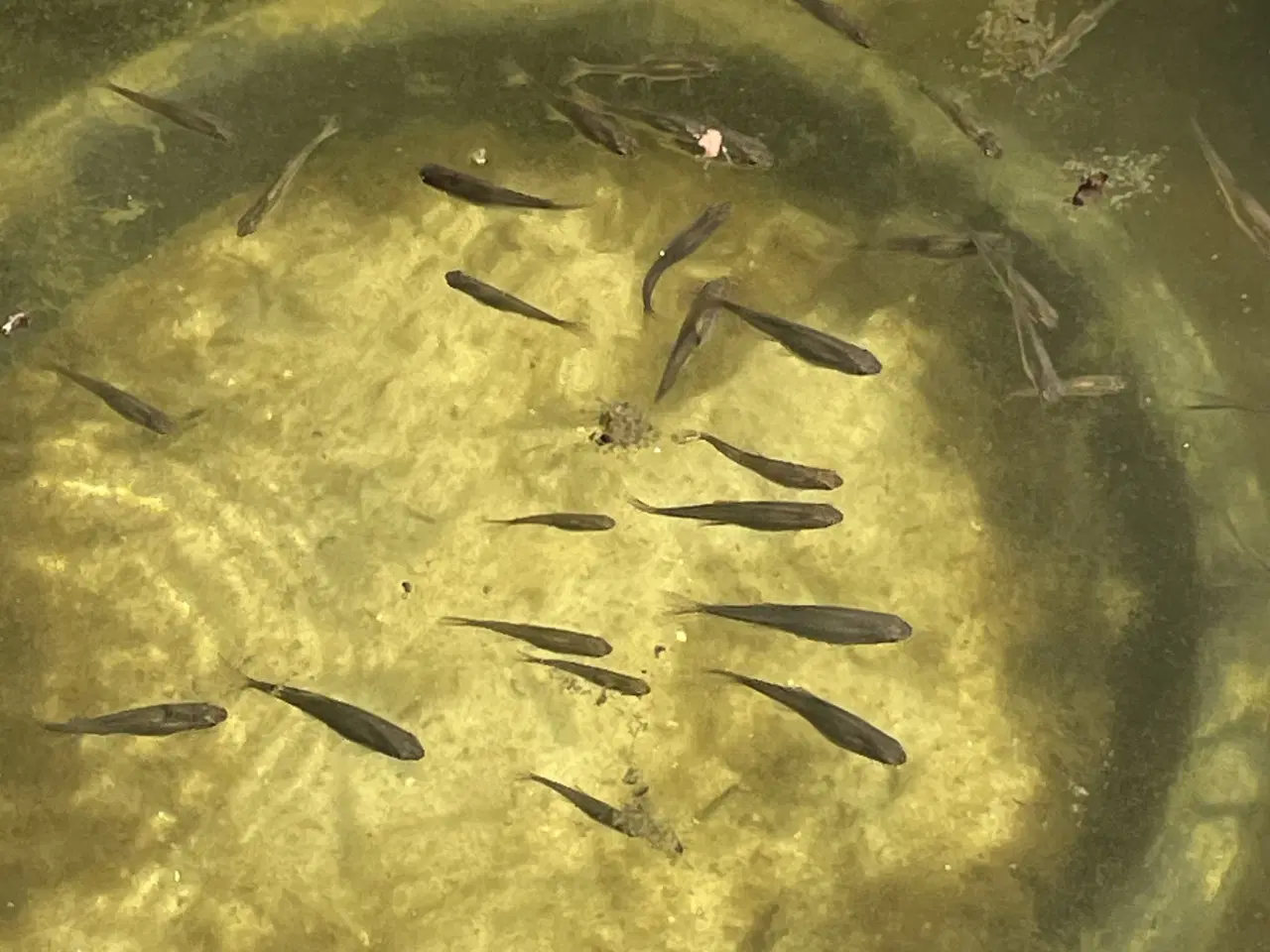 Billede 1 - Guldfisk og Bitteling 