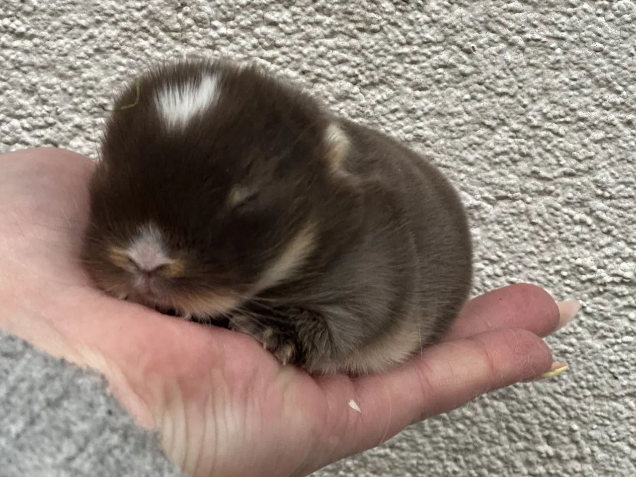 Billede 1 - Ægte minilop - DRENG - udlandsk 