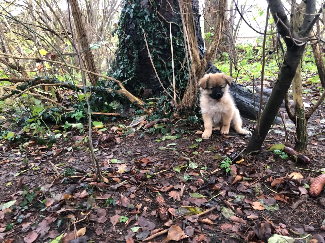 Billede 2 - Russisk toy blanding