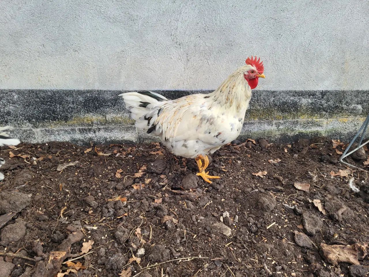 Billede 3 - Tre søde og nysgerrige blomsterhaner sælges