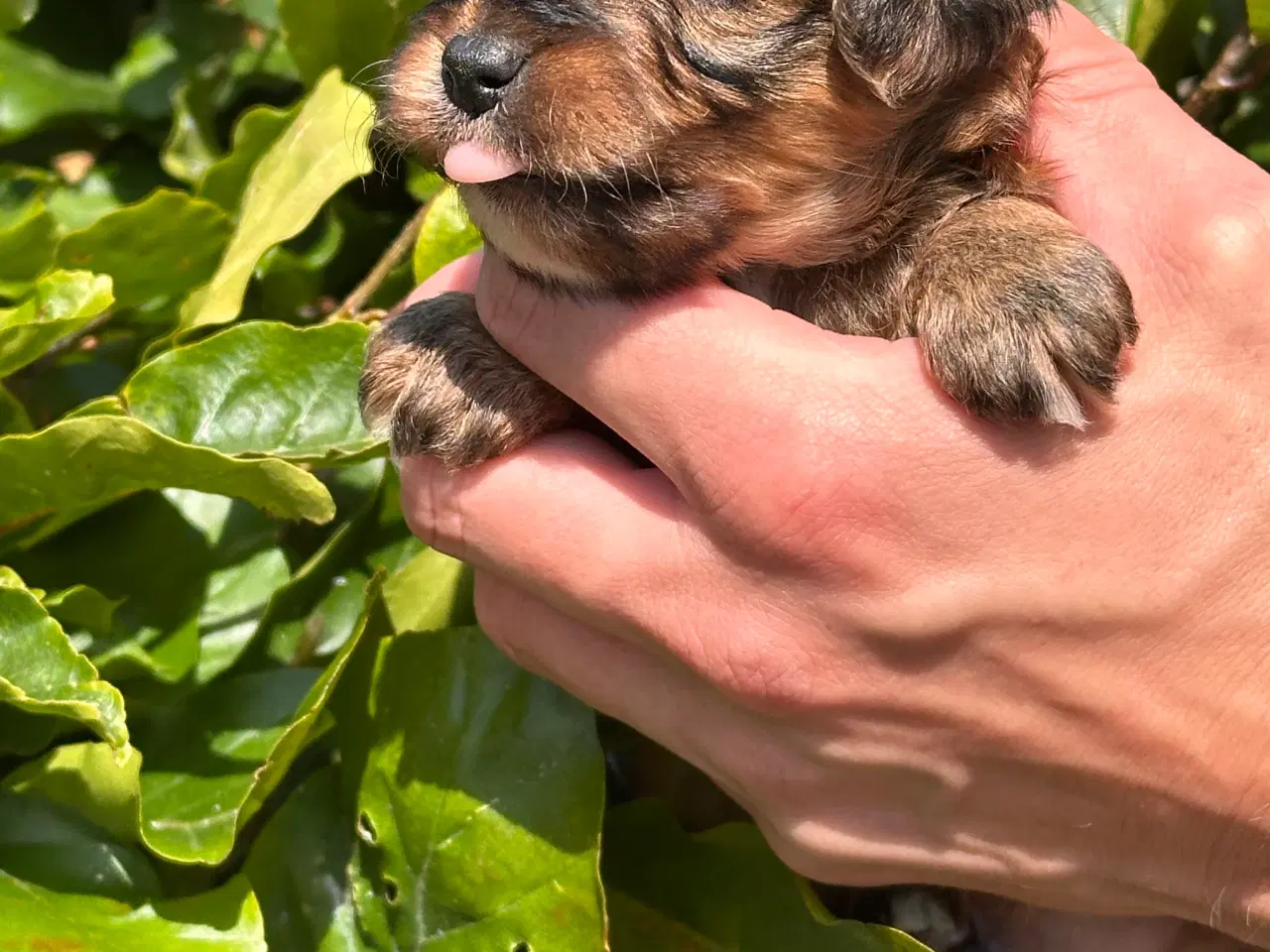 Billede 6 - Skønne Maltipoo - rejseklar uge 30