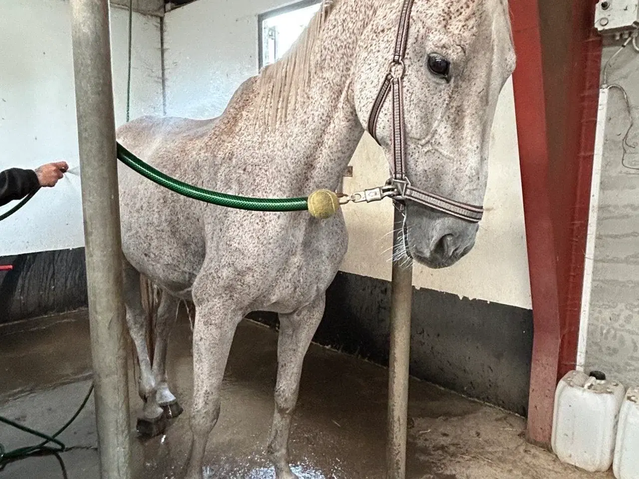 Billede 9 - Verdens bedste Lucy søger nye græsgange 