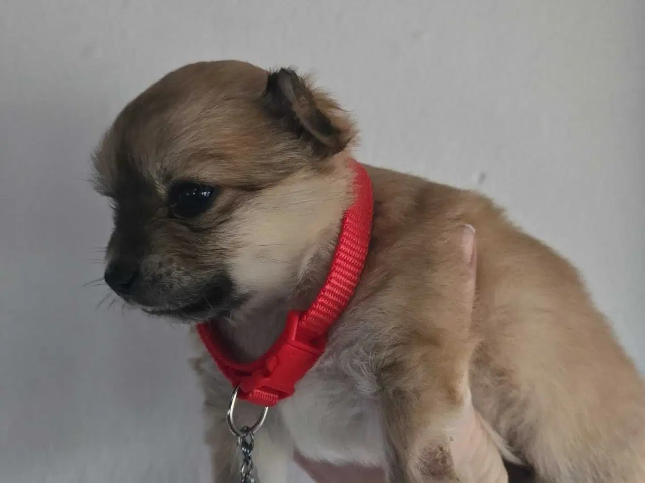 Billede 3 - 1 skøn pige