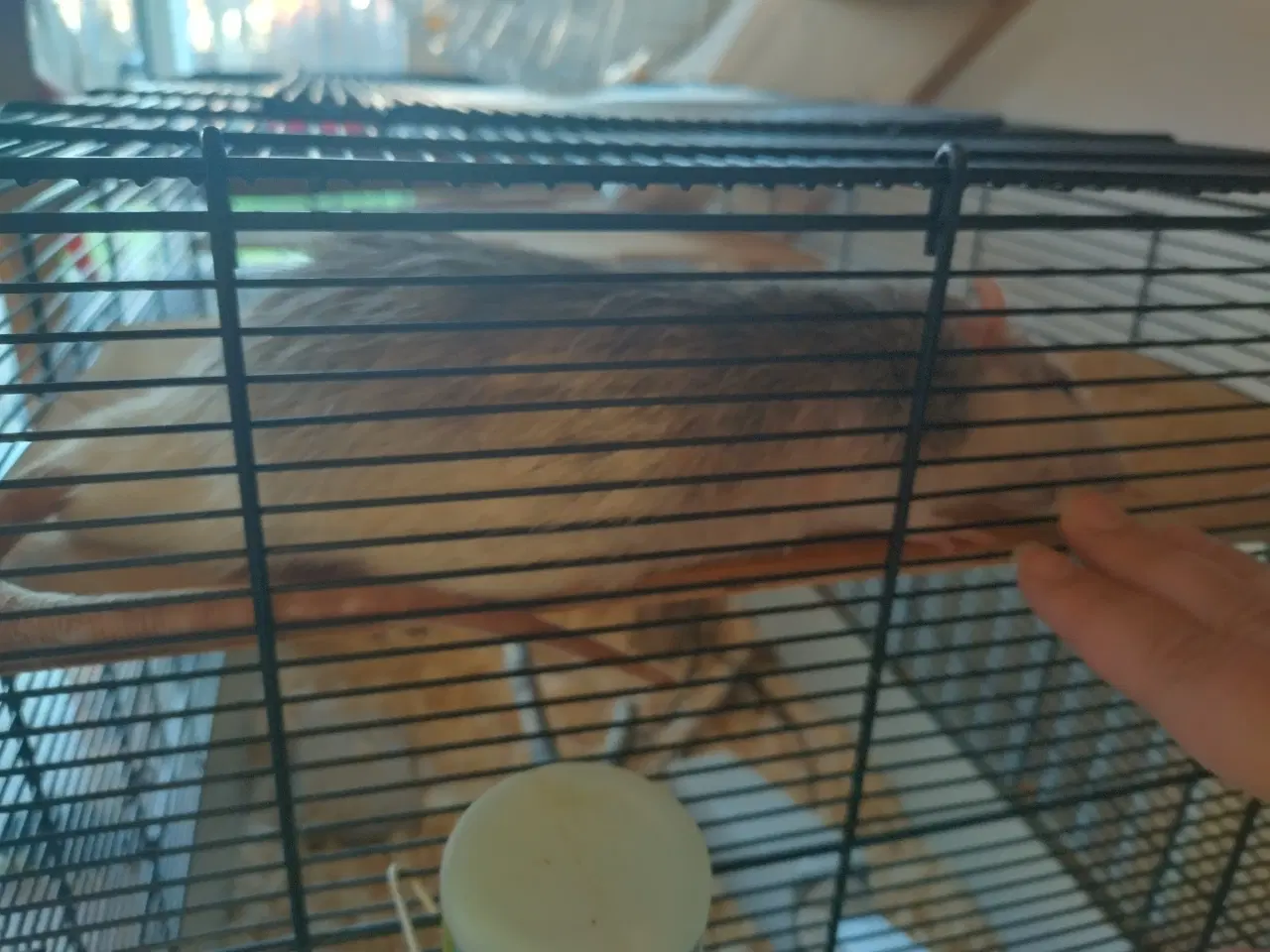 Billede 9 - Tamrotter (4 Drenge),(2 Piger)