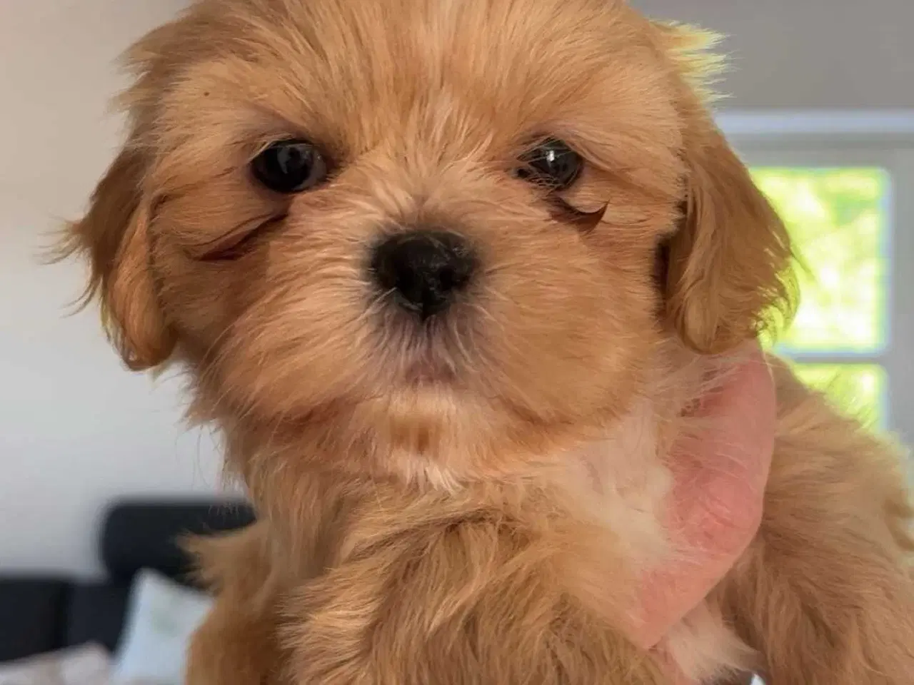 Billede 3 - Shih tzu boomer