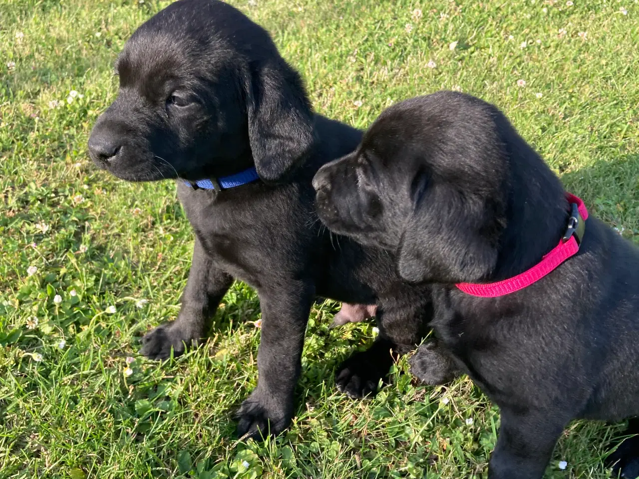 Billede 1 - Labrador 