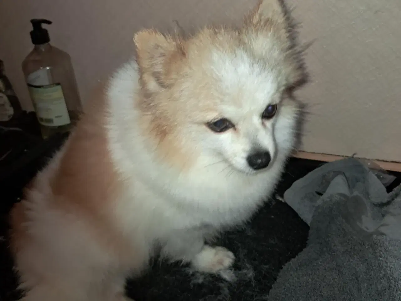 Billede 4 - Pommeranian og cavalier søger nyt hjem