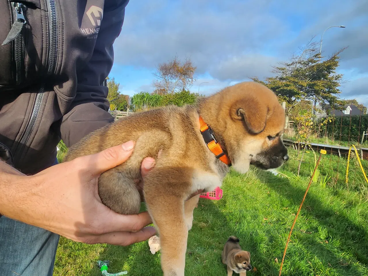 Billede 8 - Shiba inu hvalpe
