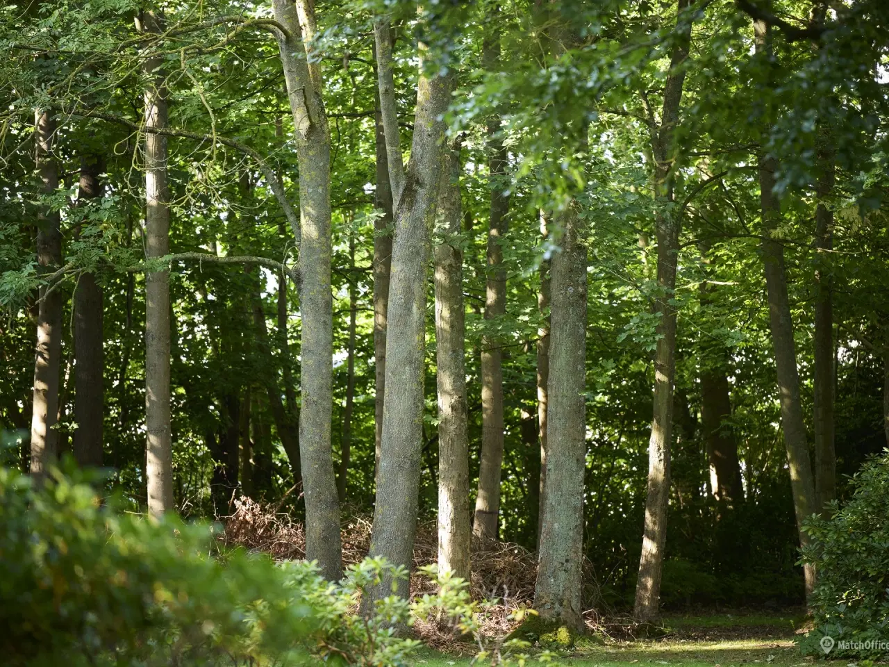 Billede 15 - Albertslunds flotteste kontor midt i en oase