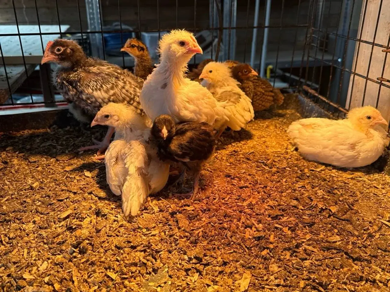 Billede 3 - 10 rugeæg kylling til salg Zone Varde. 