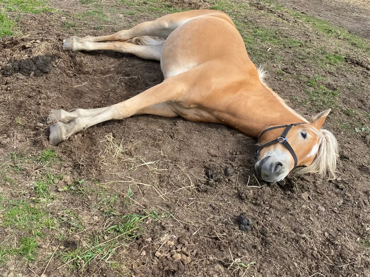 Billede 5 - Haflinger Vallak