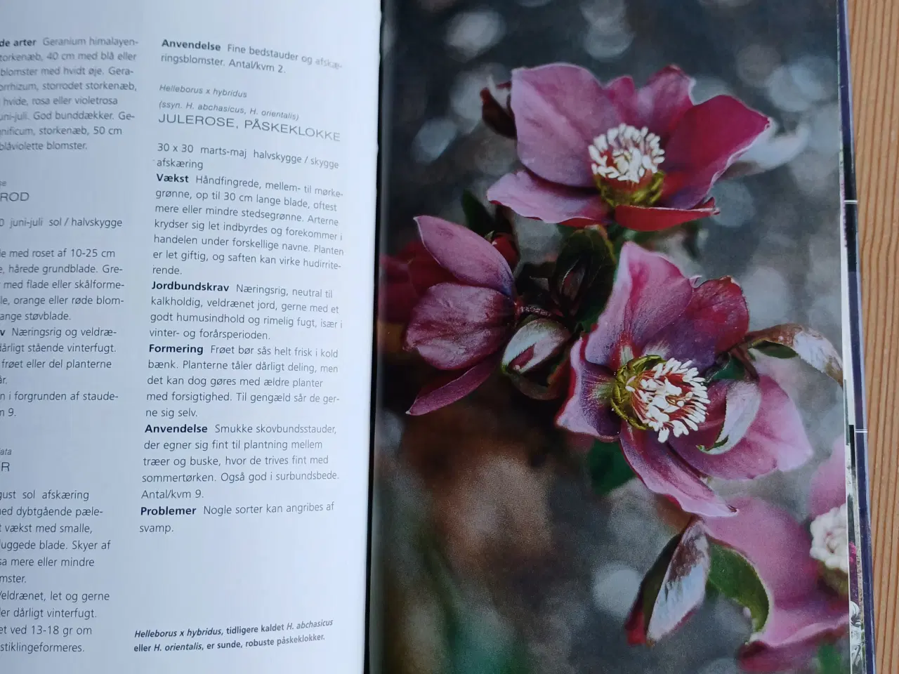Billede 3 - Blomsterhaven af Jane Schul