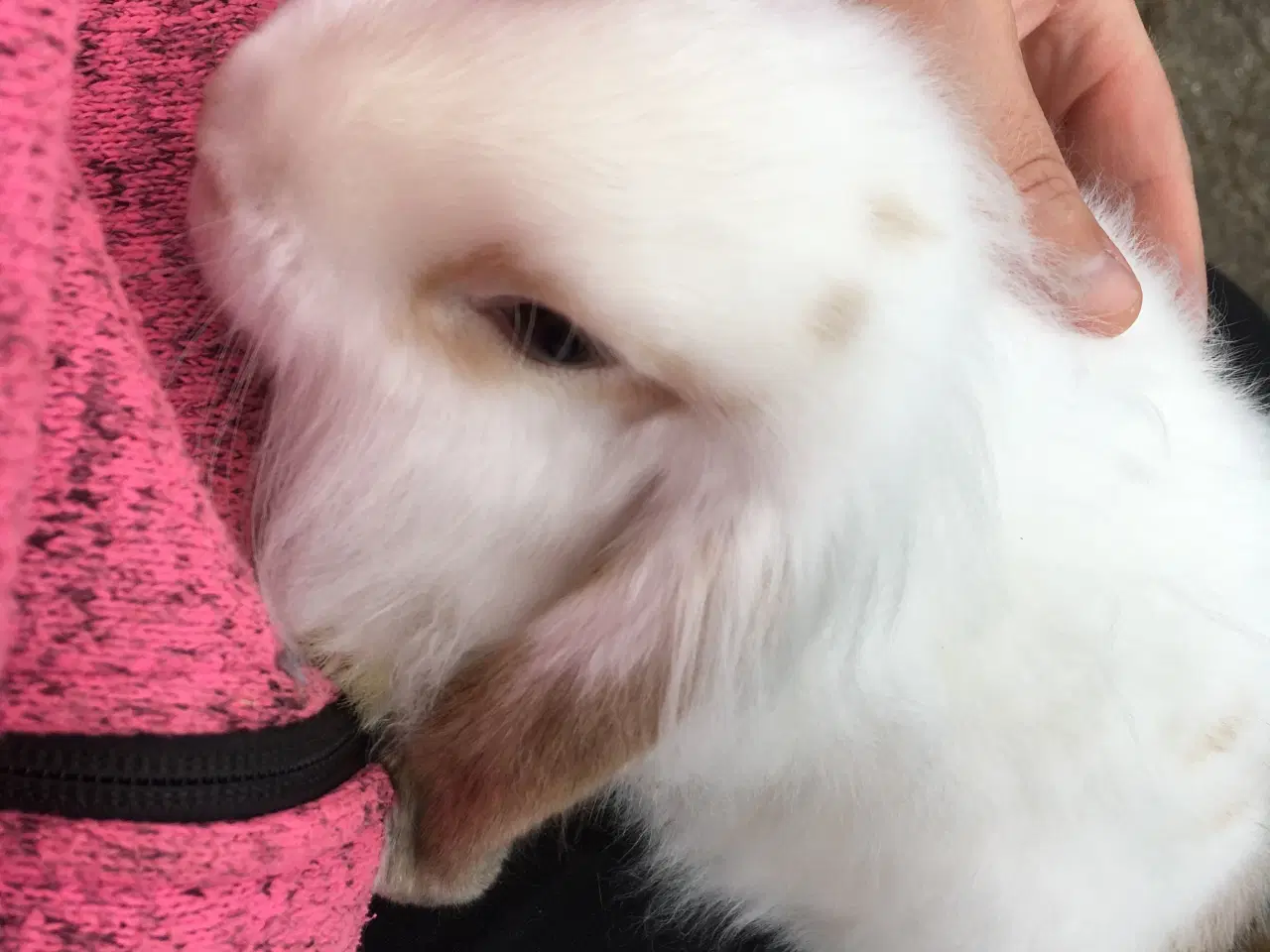 Billede 3 - Mille søger et kærligt hjem