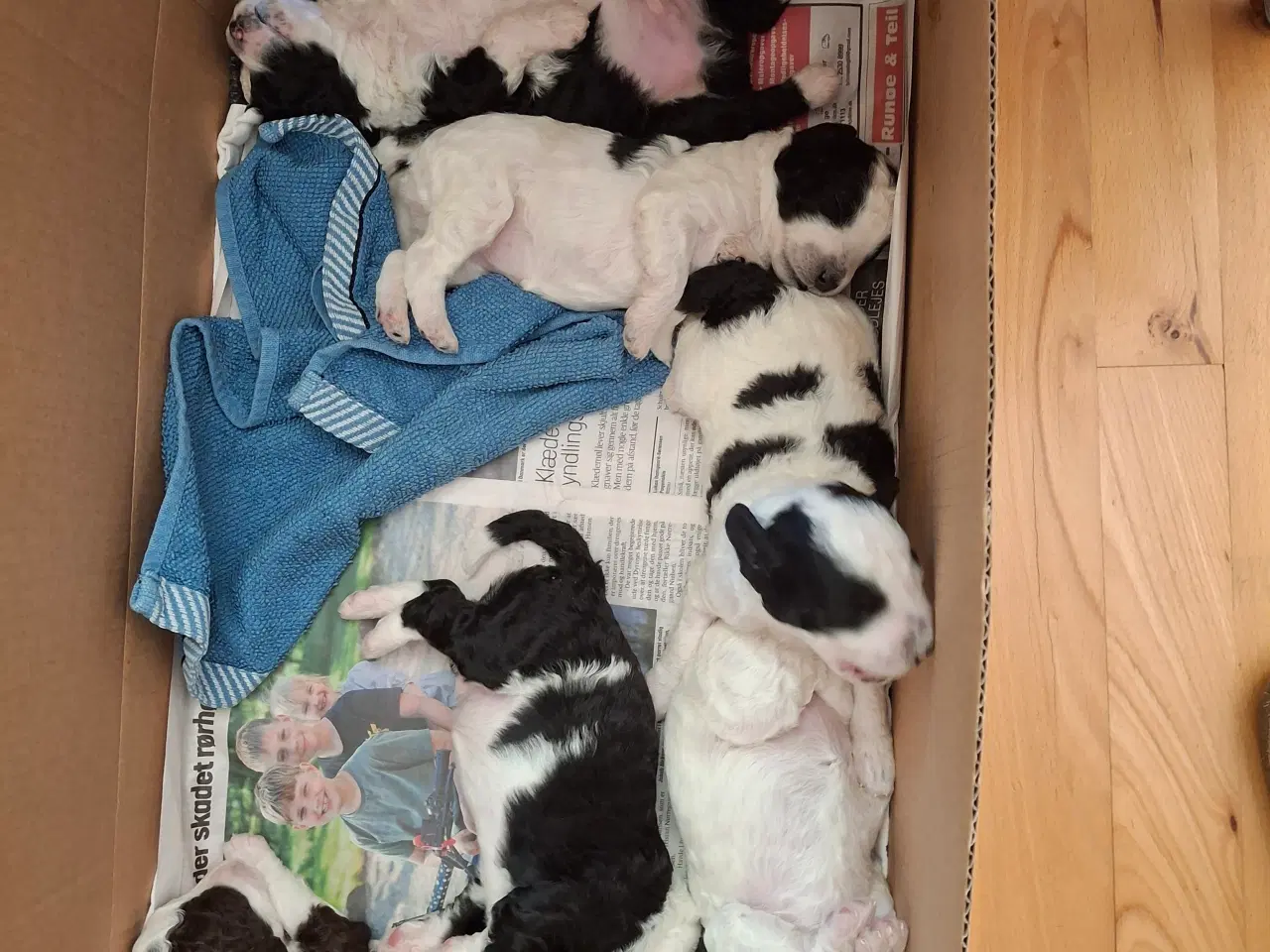 Billede 5 - Hvalpe af Spansk Vandhund