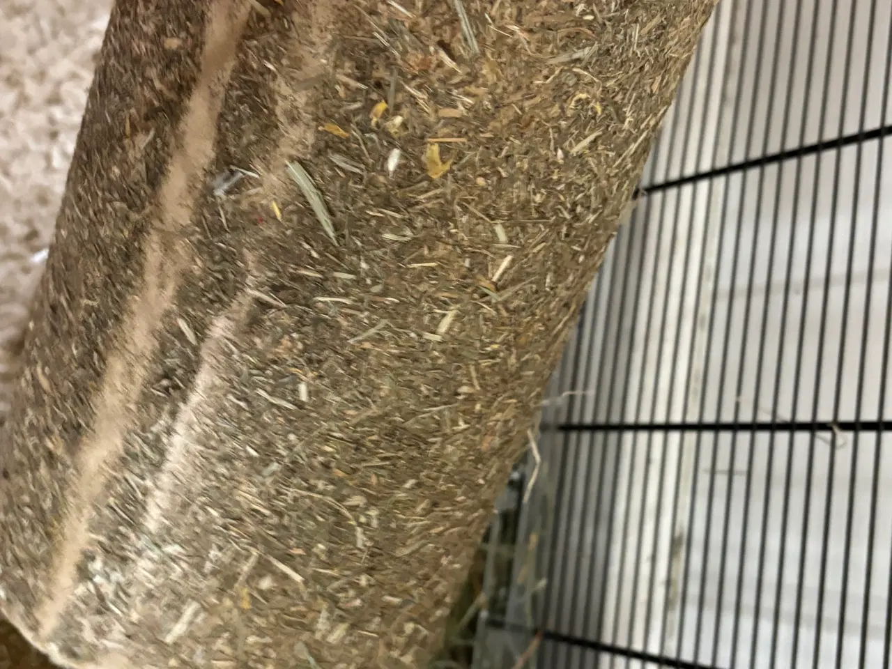 Billede 11 - To Han marsvin og tilbehør 