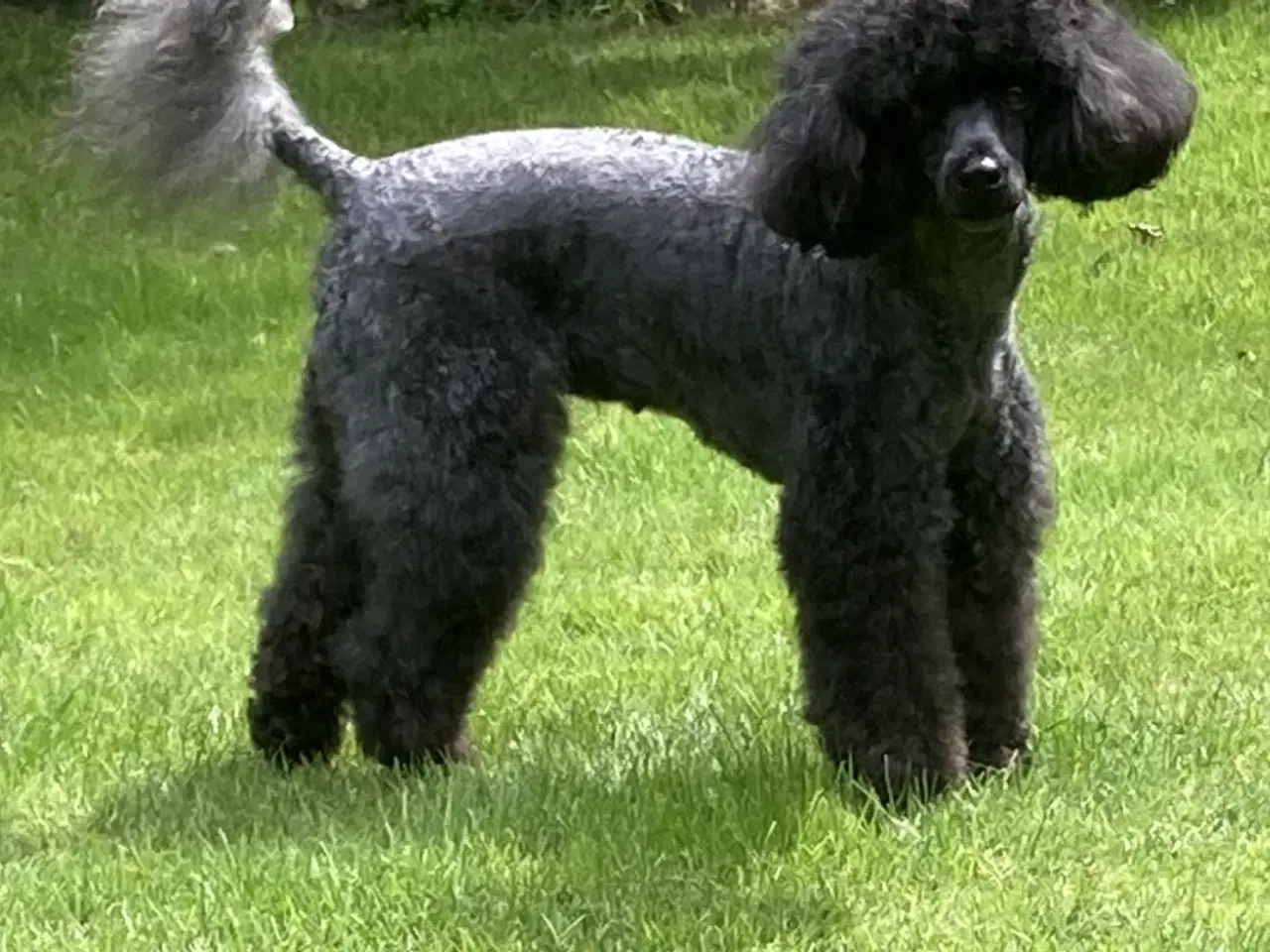 Billede 10 - 5 ugers Dværgpudel drenge