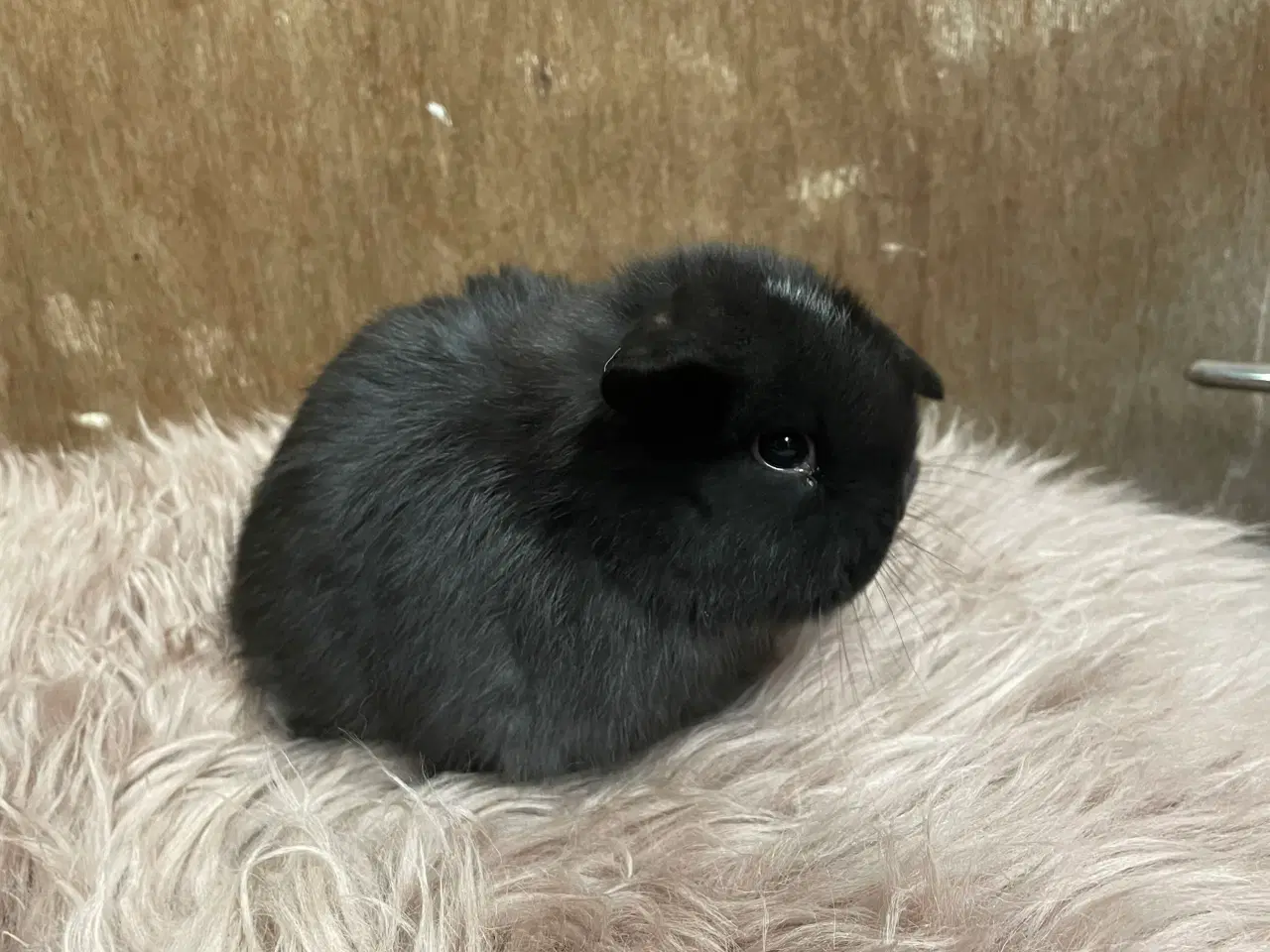 Billede 3 - Minilop unge klar 21/2 (dreng)