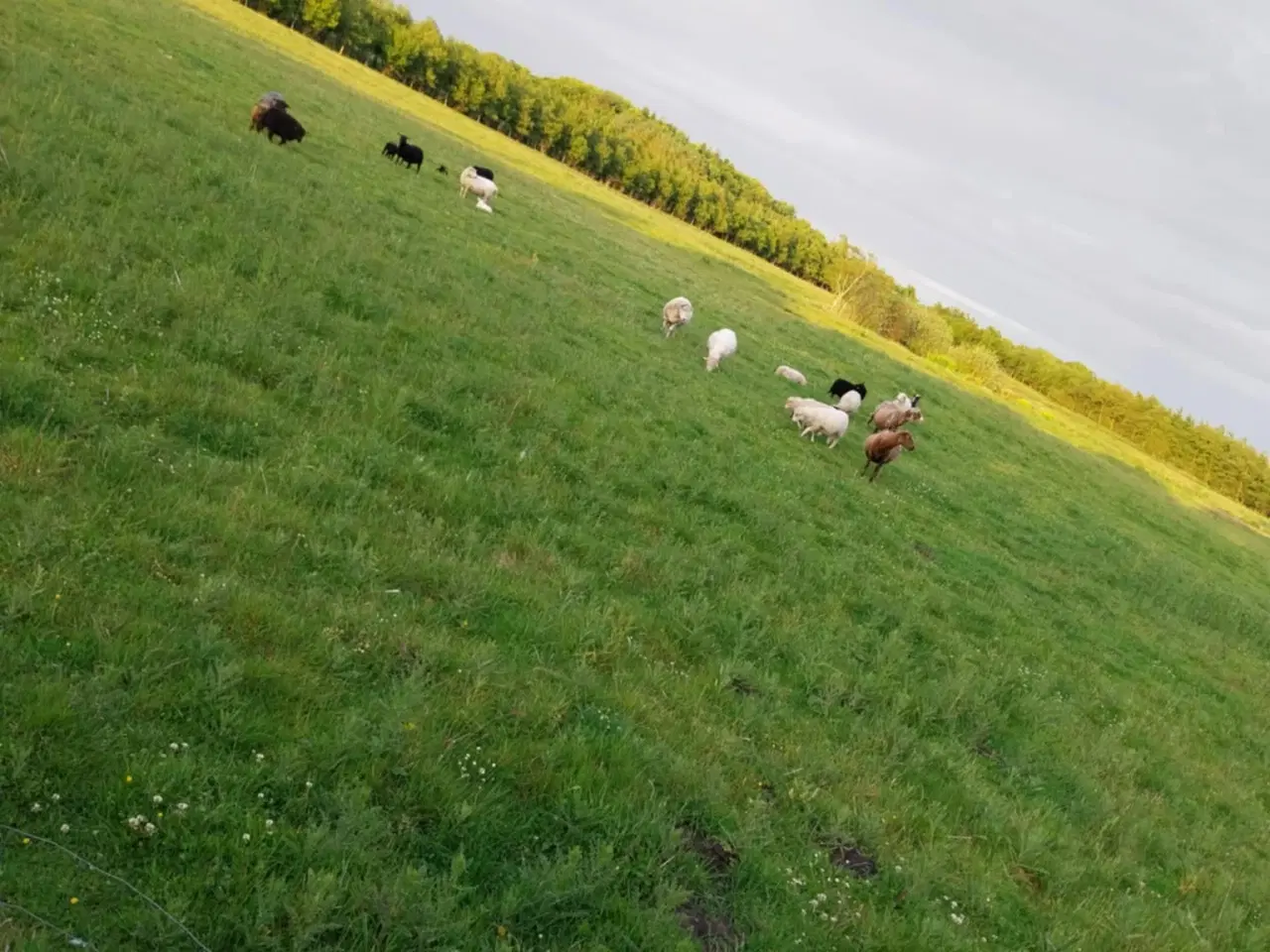 Billede 8 - Lam til salg i 6818