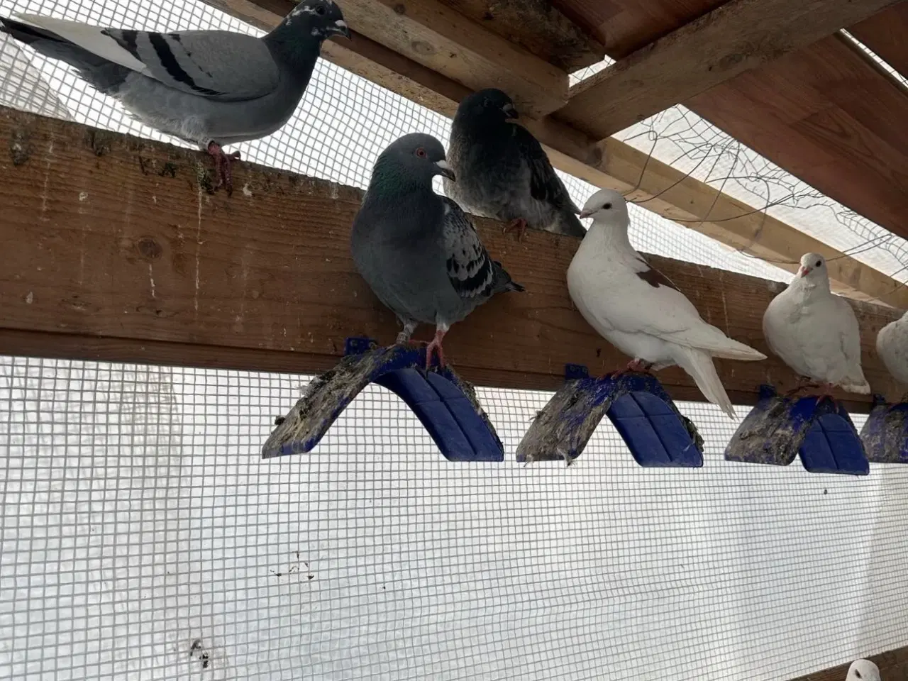 Billede 3 - 30 stk Duer