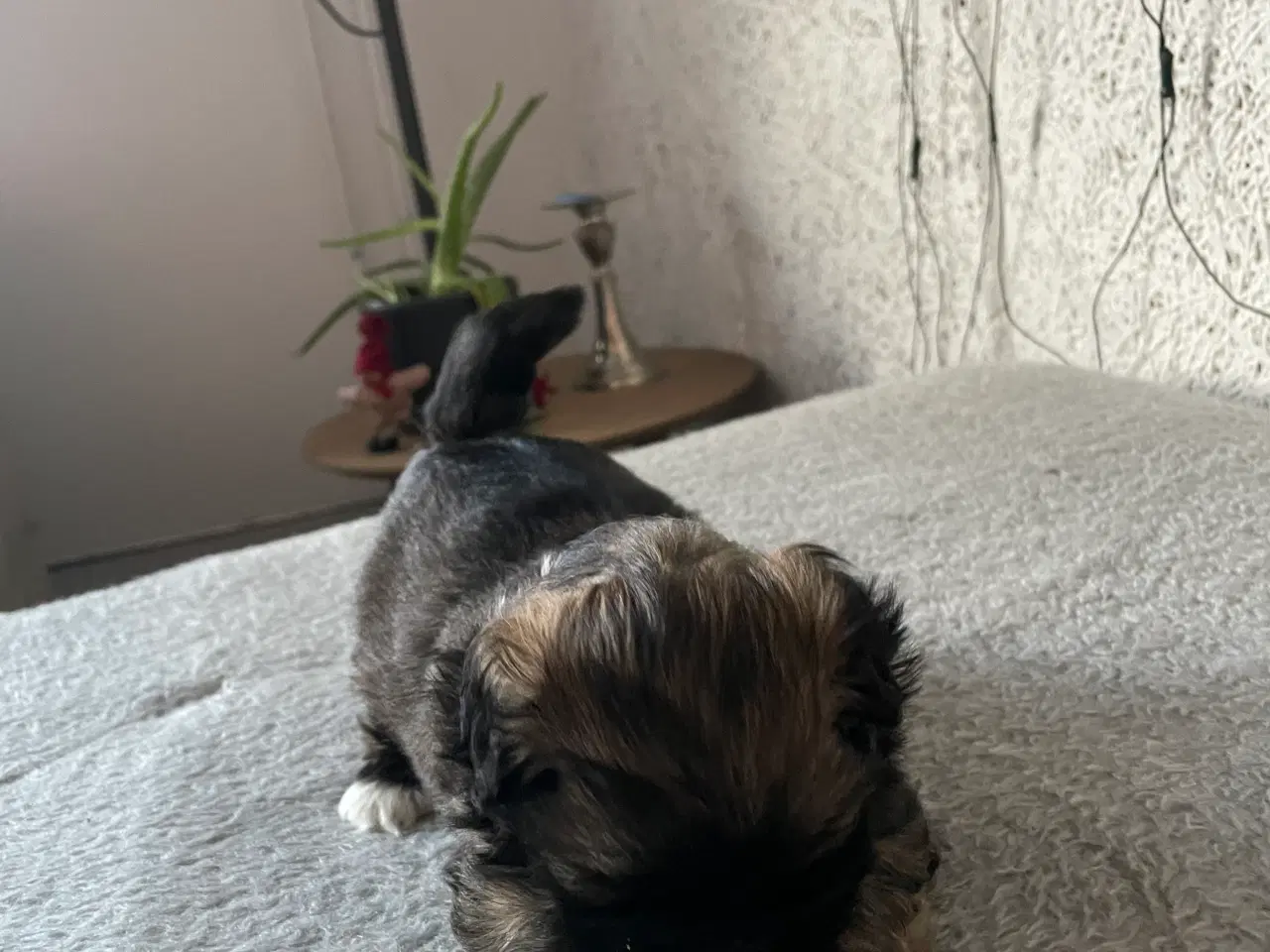 Billede 1 - Nuttet Lhasa apso han hvalp