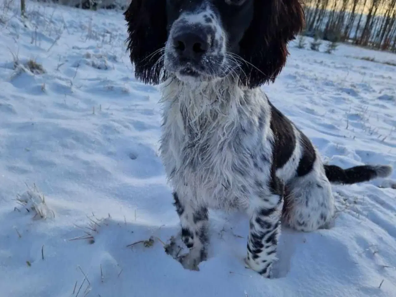 Billede 11 - FT Springer Spaniel med stamtavle 