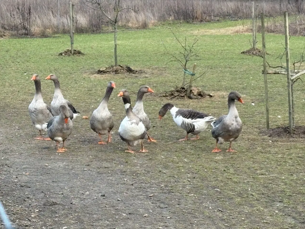 Billede 1 - Gaser. Gl dansk landrace