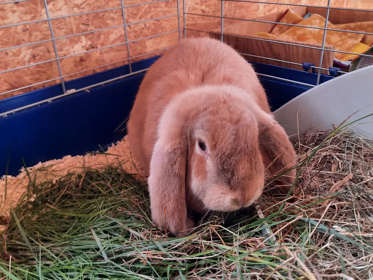 Billede 1 - Kanin/ kaniner modtages