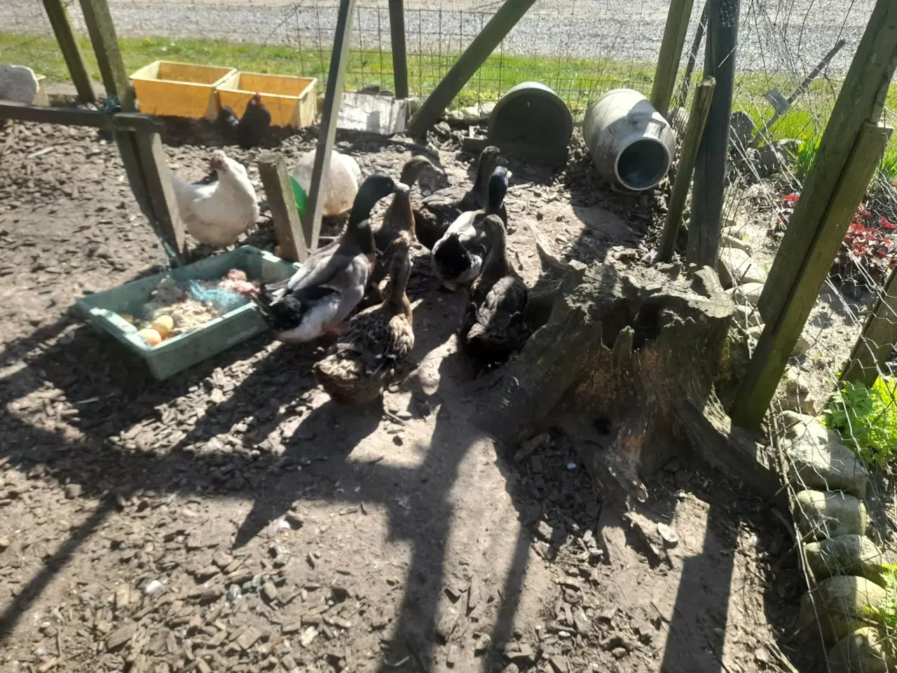 Billede 1 - moskusænder 