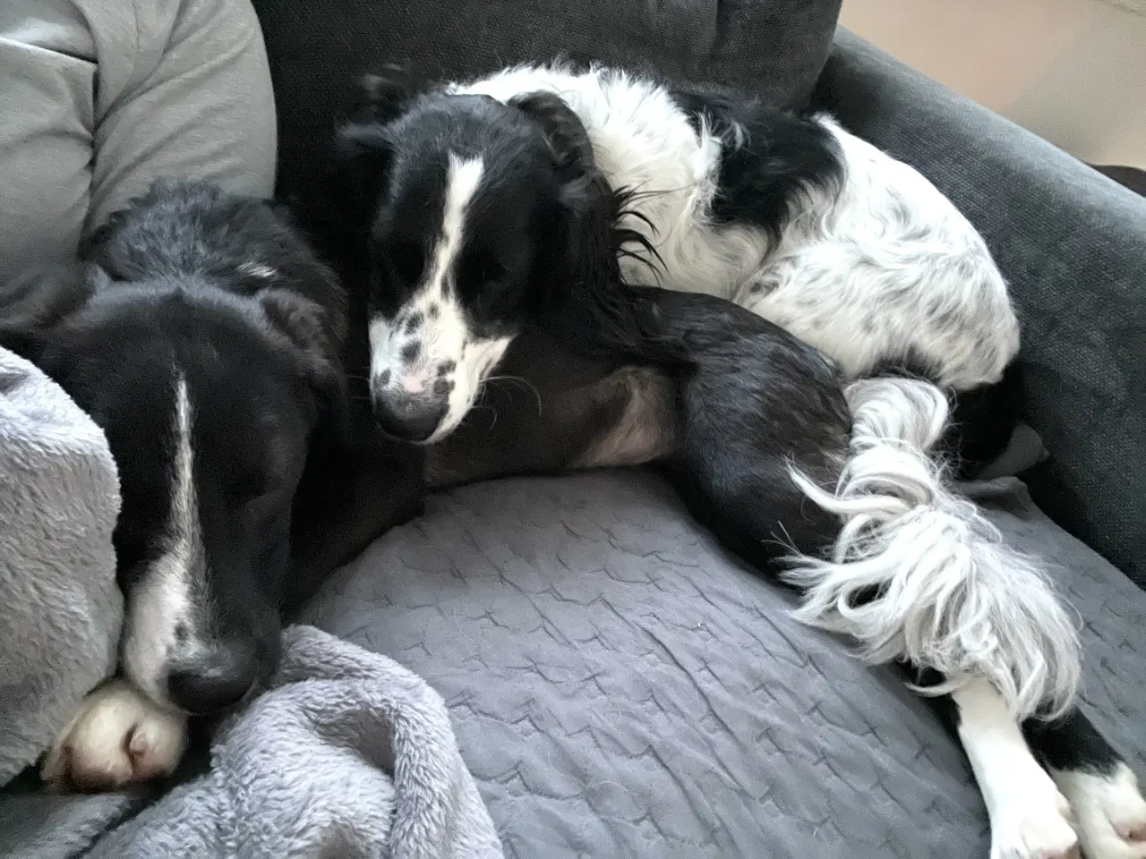 Billede 6 - Smukkeste lille pige søger familie