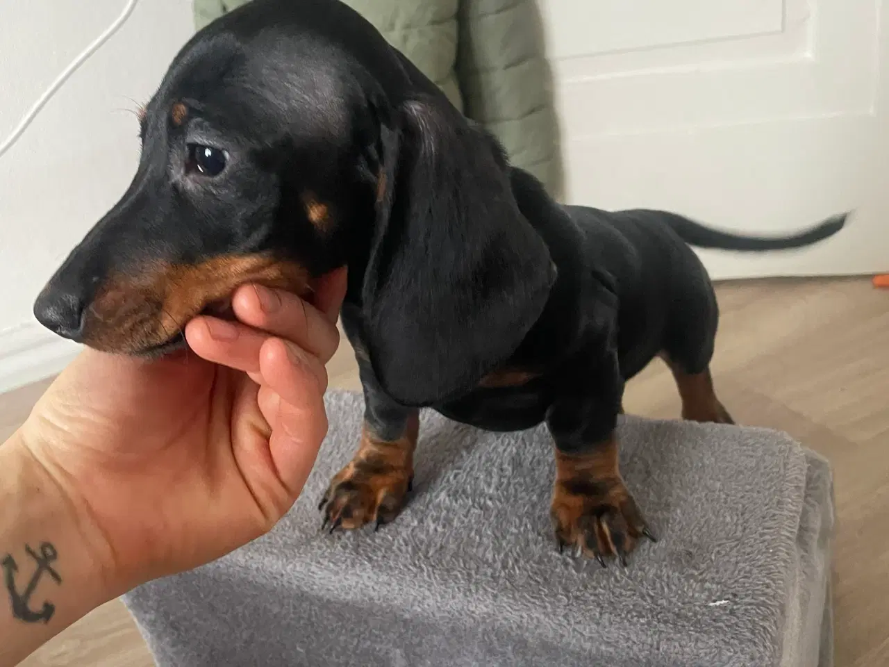 Billede 4 - Mini Gravhund/ Dachshund Hvælpe
