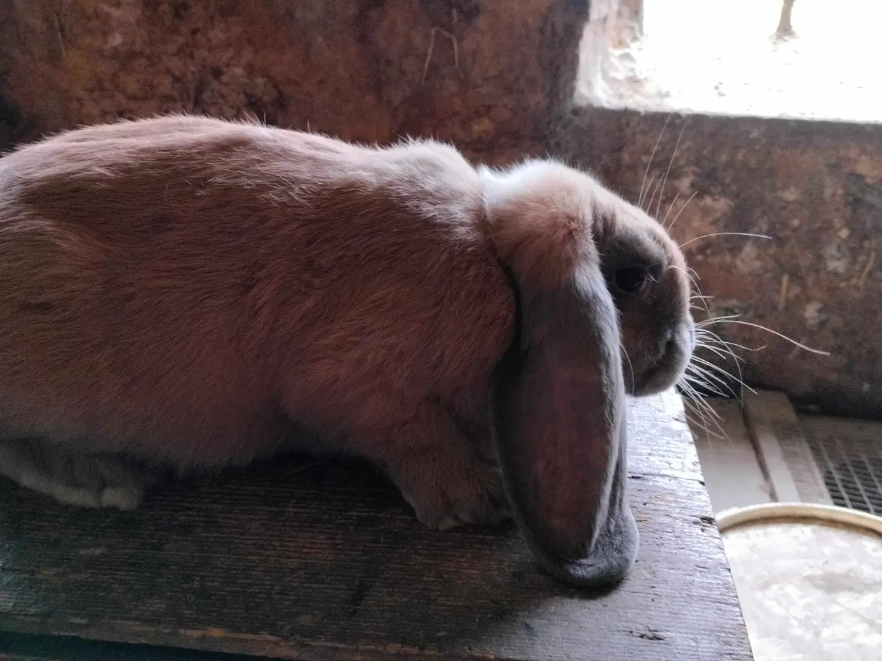 Billede 1 - Fransk vædder